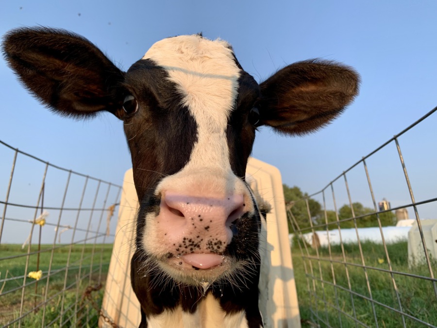 Pierce Veterinary Clinic Resources